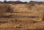 FARM FOR SALE- Oodi Mmatshipa (near Phakalane) 10hectares