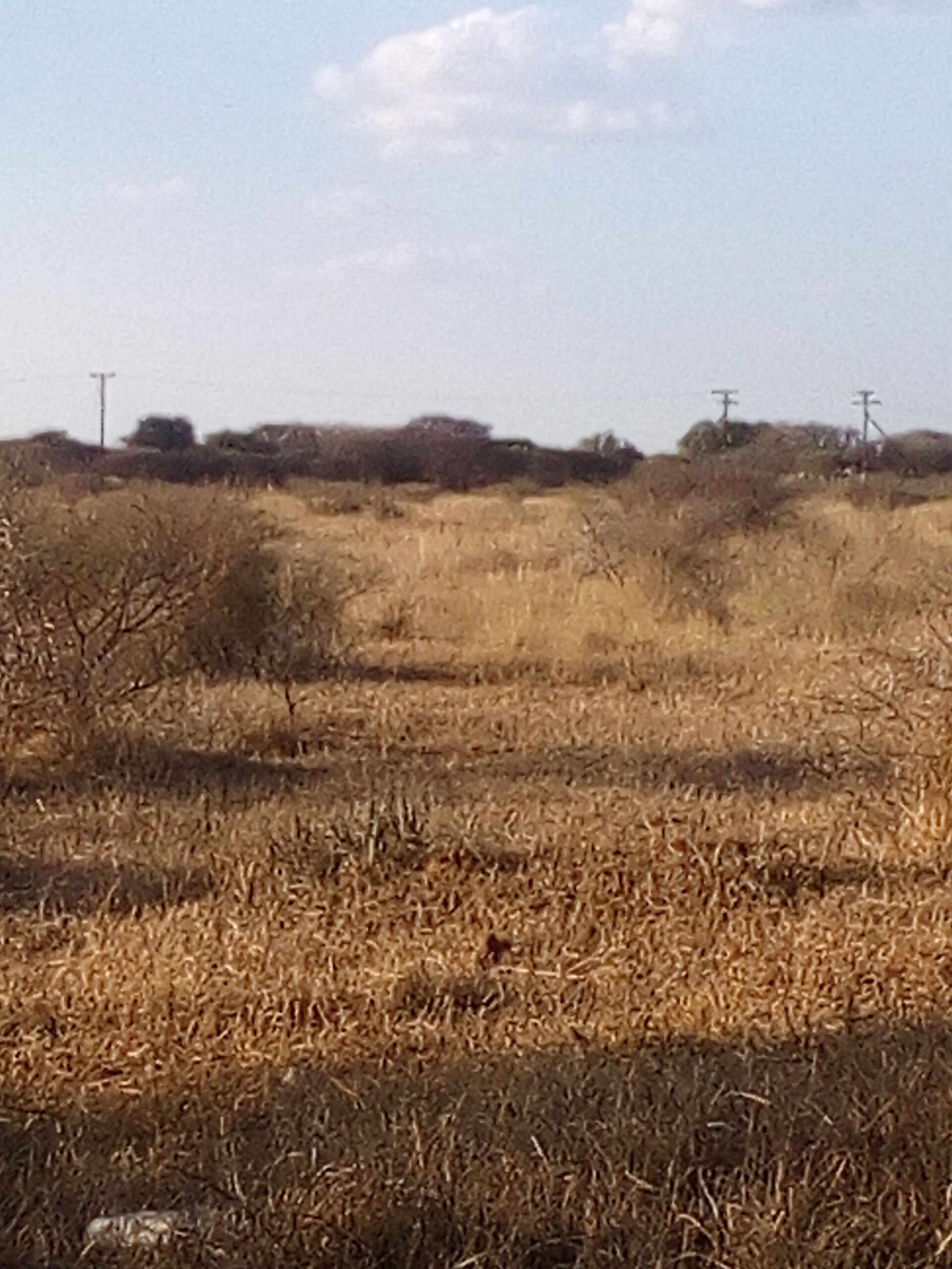 FARM FOR SALE- Oodi Mmatshipa (near Phakalane) 10hectares