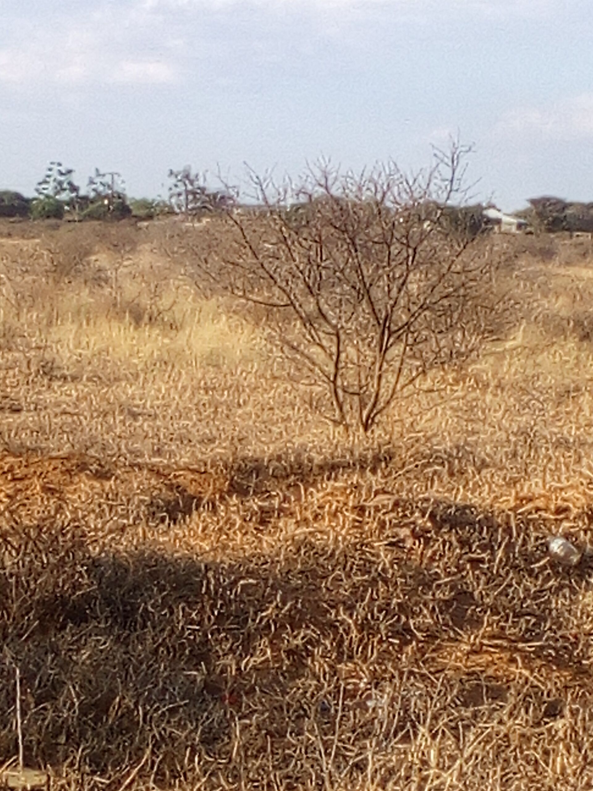 FARM FOR SALE- Oodi Mmatshipa (near Phakalane) 10hectares